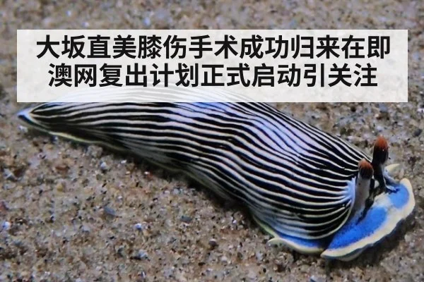 大坂直美膝伤手术成功归来在即 澳网复出计划正式启动引关注